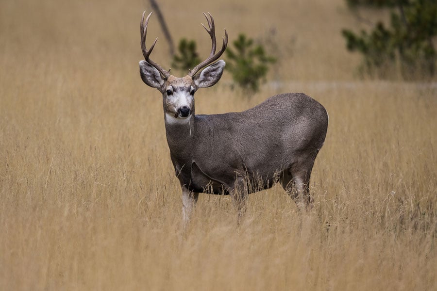California-Deer-Hunting