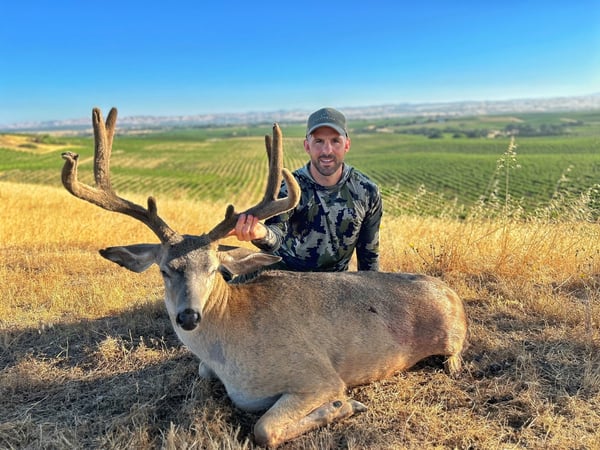 California Blacktail