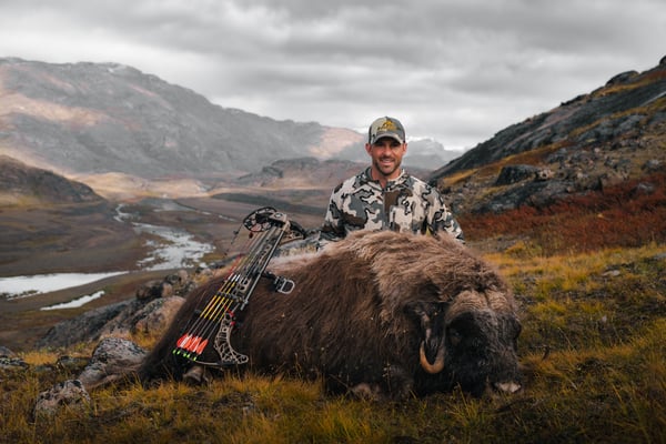 Greenland Musk Ox