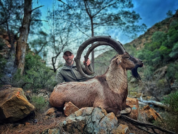 Turkey Coastal Ibex