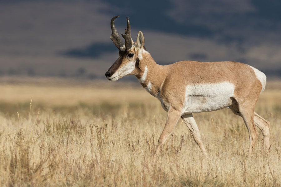 Montana-Antelope-Hunting