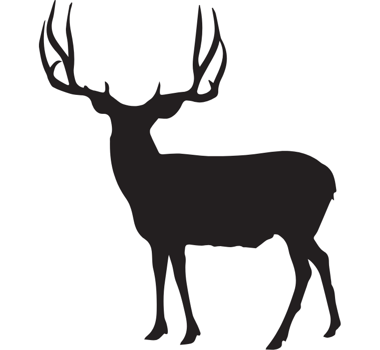 Mule Deer-1