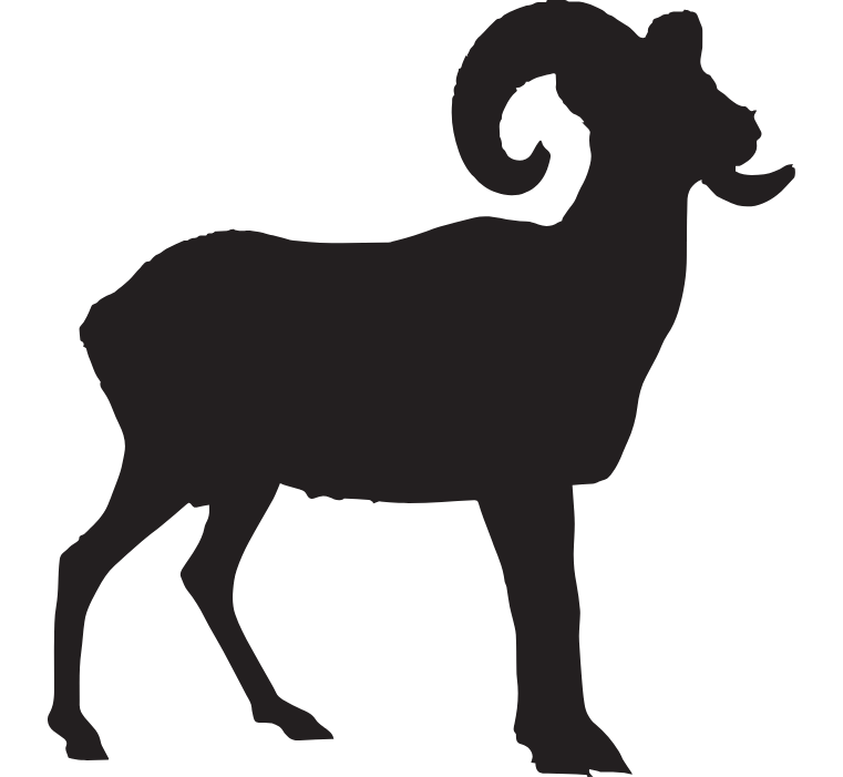 Colorado Bighorn Sheep