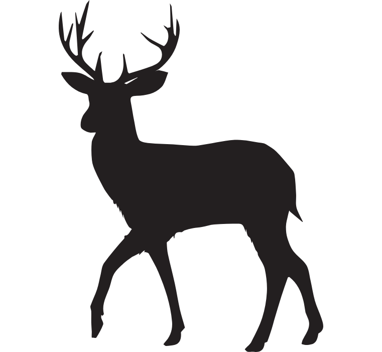 Blacktail Deer