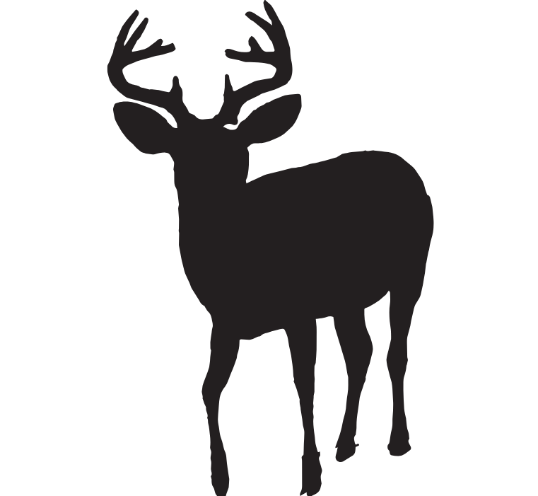 Whitetail Deer