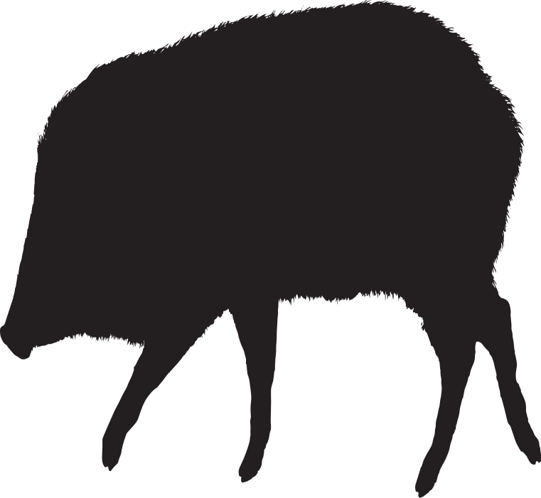 Javelina