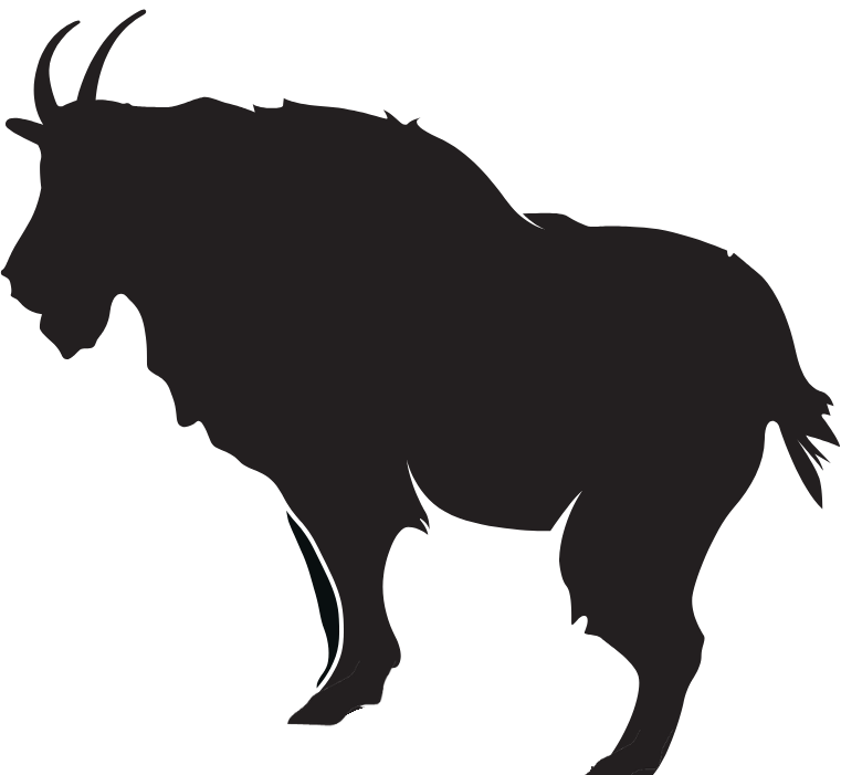 Colorado Mountain Goat