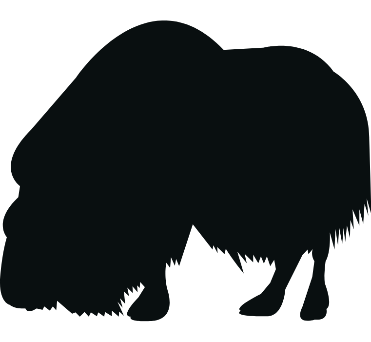 Alaska Muskox