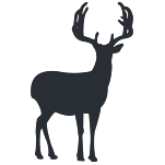 Mule Deer