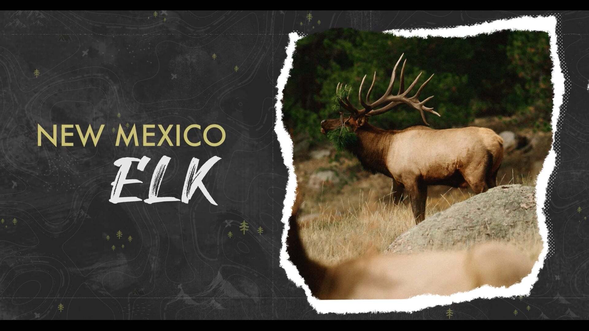New Mexico Elk
