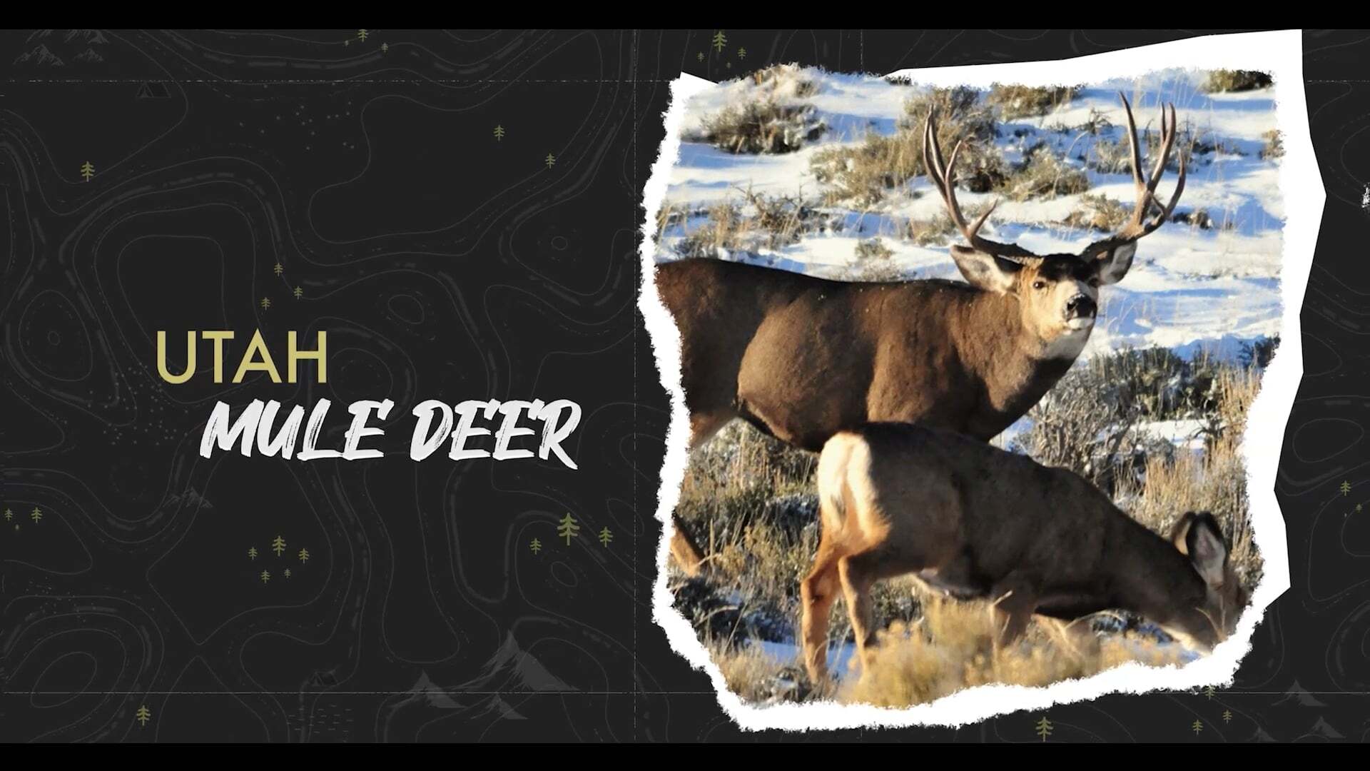 Utah Mule Deer