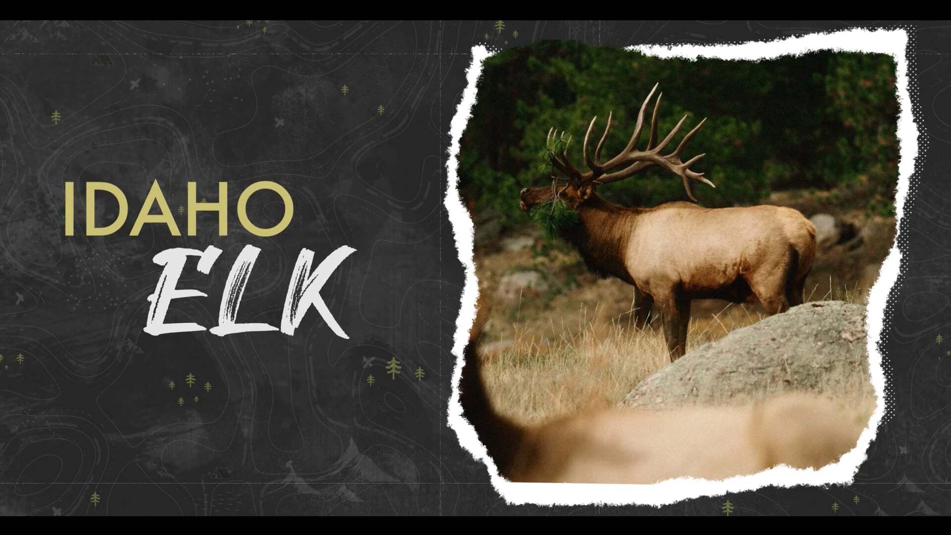 Idaho Elk