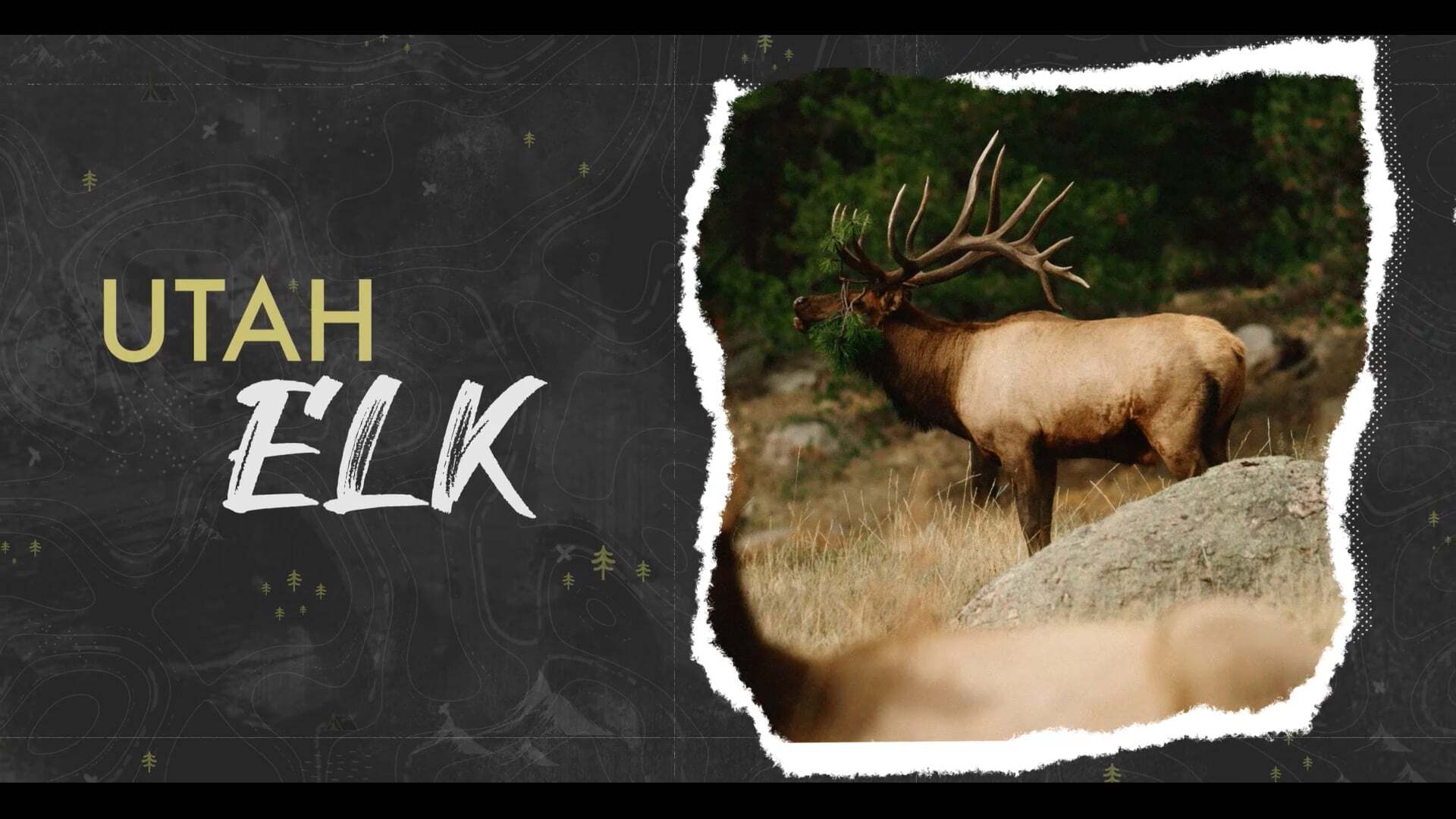 Utah Elk